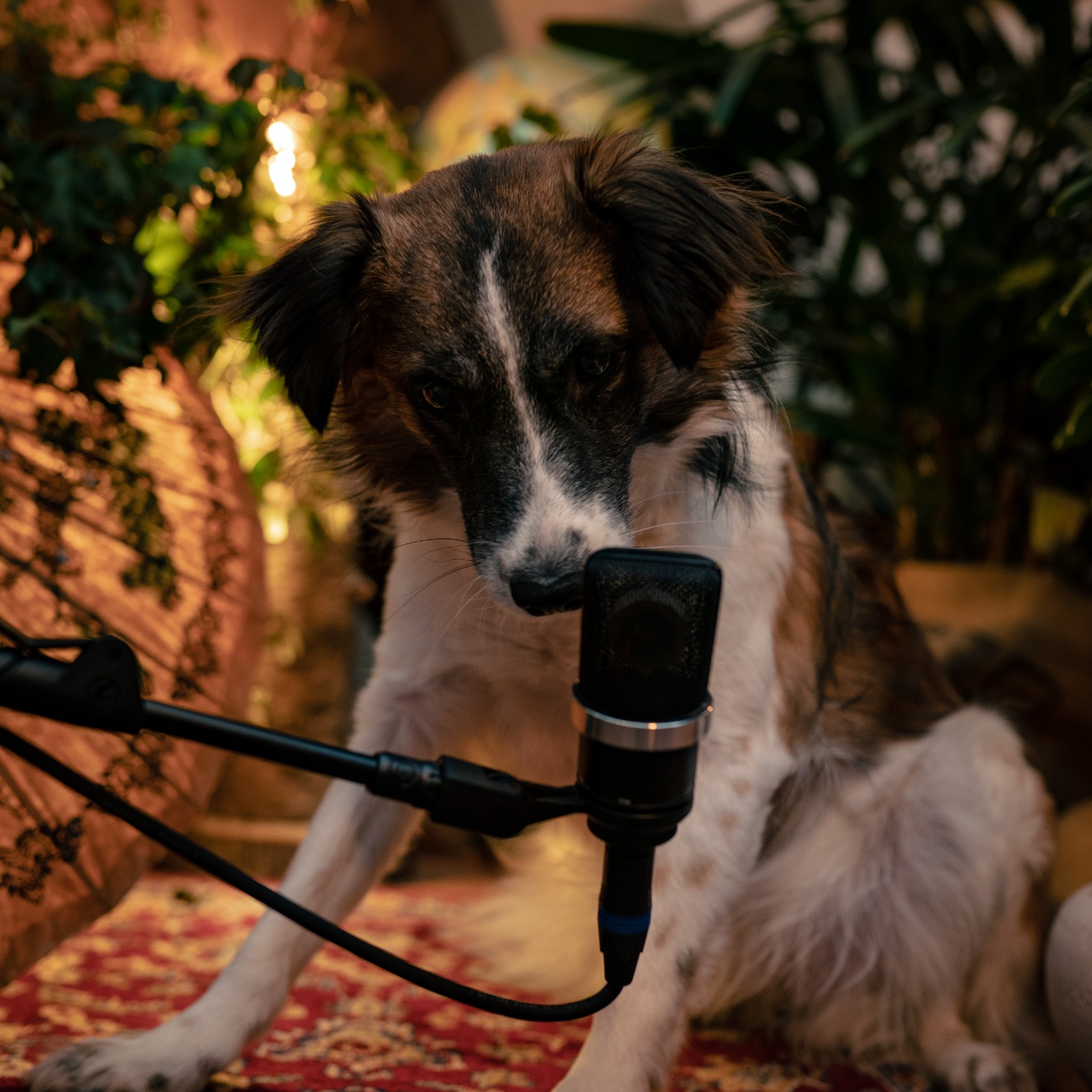 Bild vom Motivationshund Haley